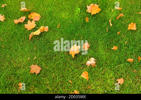 Goldener Herbst. Auf grünem Gras gibt es gelbe Ahornblätter. Moskau, Russland Stockfoto