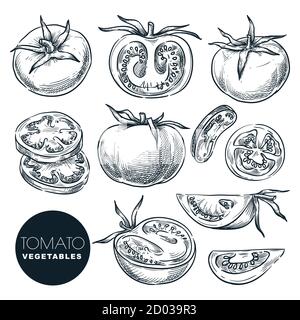 Bauernhof frische Tomaten, isoliert auf weißem Hintergrund. Vektorgrafik Gemüse skizzieren. Geschnittener Salat mit vegetarischer Zutat. Handgezeichnete Landwirtschaft Ernte Stock Vektor