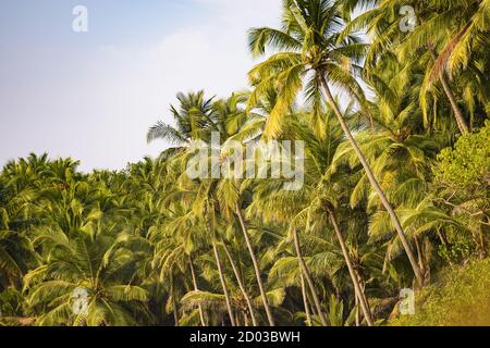 Nahaufnahme einiger wunderschöner grüner Kokospalmen, die bei Sonnenuntergang beleuchtet sind. Varkala, Bundesstaat Kerala, Indien. Stockfoto