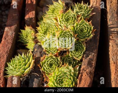 Sempervivum 'Reinhard' Rosetten dicht gepackt zwischen Dachziegeln Stockfoto