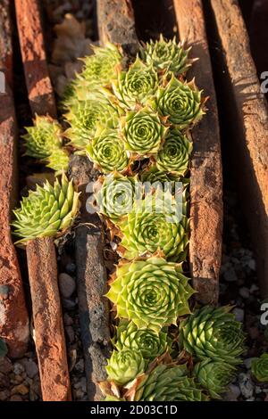 Sempervivum 'Reinhard' Rosetten dicht gepackt zwischen Dachziegeln Stockfoto