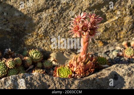 Sempervivum 'Regina Amalae' blühende Säule vor Steingrund in A Felsengarten Stockfoto