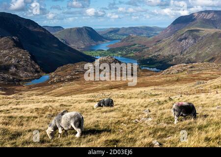 Herdwick Schafe, Buttermere, Crummock Wasser und umliegenden Fjälls an einem ruhigen sonnigen Sommertag. Von den Hängen des Brandreth Fell, English Lake District. Stockfoto