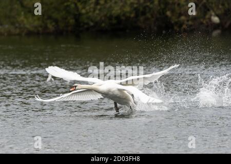 In einem Versuch, den weiblichen (Stift-) stummen Schwan zu umwerben, jagt der Schwein (Männchen) sie über einen See. Die Vögel schlagen ihre Flügel und laufen über das Wasser Stockfoto