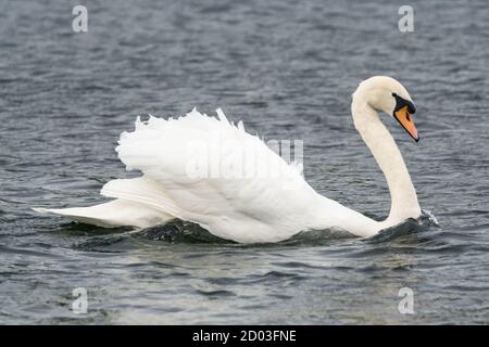 Ein großer weißer stummer Schwan männlich oder Schwan, zeigt dominante Züge auf einem Körper von Wasser durch Abfackeln seine Flügel und paddeln mit beiden Füßen oder "busking". Stockfoto