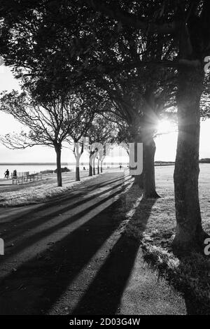Lange Schatten von Bäumen auf einer Promenade in ramsgate, Kent an einem Herbstabend, als die Sonne tief im Himmel war. Stockfoto