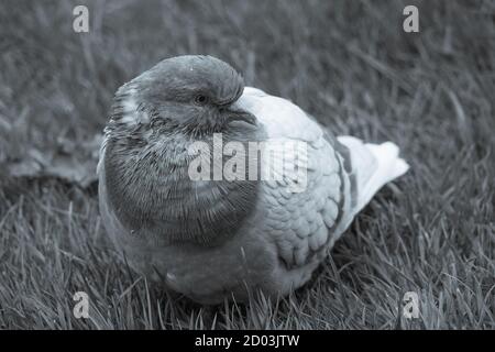 Nahaufnahme der britischen Pidgeon niedrigen Makroansicht wild Vogel mit reflektierenden grauen Federn Kopf und Augen Stockfoto