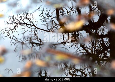 Baum spiegelt sich in einer Pfütze mit Herbstblättern Stockfoto