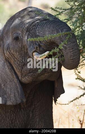 Ein Elefant, der von einem Baum im Tarangire Nationalpark, Tansania, Afrika isst. Stockfoto