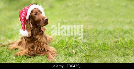 Happy irish Setter santa weihnachten Urlaub Haustier Hund suchen im Gras, Web-Banner mit Copy Space Stockfoto