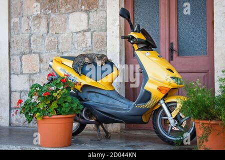 TRPANJ, KROATIEN - 27. August 2013. Eine Katze schläft auf einem Rollersitz. Stockfoto