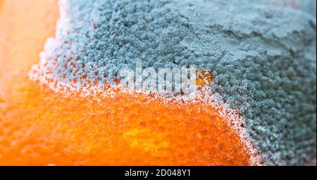 Schimmelige und frische Mandarinen-Mandarinen-Früchte, Nahaufnahme. Lebensmittelbanner. Stockfoto