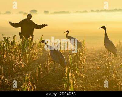 21. September 2020, Brandenburg, Steinhöfel: Beate Blahy, Tier- und Naturschützerin, steht im Morgengrauen mit drei jungen Kranichen (Grus grus) auf einem geernteten Maisfeld. Kraniche haben in diesem Jahr nur wenige Nachkommen in Brandenburg. Der Grund dafür ist die Dürre. Geeignete Brutplätze und Futter fehlen. Anstatt in freier Wildbahn aufgezogen zu werden, werden Jungvögel zunehmend von Menschen aus einer falschen Liebe zu Tieren aufgezogen. Das ist auch alarmierend. Foto: Patrick Pleul/dpa-Zentralbild/ZB Stockfoto