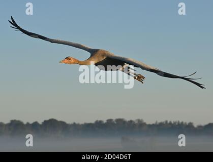 21. September 2020, Brandenburg, Steinhöfel: Ein junger Kranich (Grus grus), von Tier- und Naturschützerin Beate Blahy aufgezogen, fliegt am frühen Morgen über die neblige Landschaft. Kraniche haben in diesem Jahr nur wenige Nachkommen in Brandenburg. Der Grund dafür ist die Dürre. Es fehlt an geeigneten Brutplätzen und Futter. Anstatt in freier Wildbahn aufgezogen zu werden, werden Jungvögel zunehmend von Menschen aus einer falschen Liebe zu Tieren aufgezogen. Das ist auch alarmierend. Foto: Patrick Pleul/dpa-Zentralbild/ZB Stockfoto