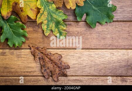 Eichenblätter liegen auf einem Holztisch mit dem anderen Farben und Formen des Herbstes Stockfoto