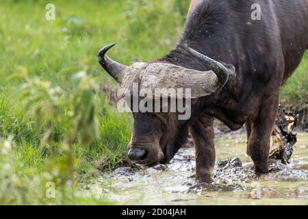 Afrikanische Büffel (Syncerus Caffer) schwelgen an Wasserpfützen in Kenia, Afrika Stockfoto