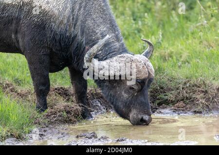 Afrikanische Büffel (Syncerus Caffer) trinken in Wasserpfützen in Kenia, Afrika Stockfoto