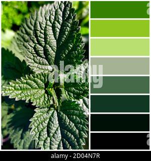 Brennnesselblätter aus der Nähe. Die Farbpalette aus dem Bild entspricht den Schattierungen des Herbstes. Stockfoto