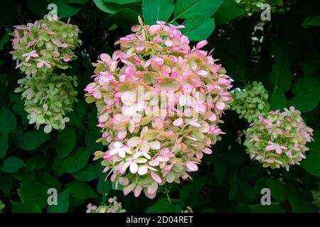 Eine runde weiße und rosa Blume auf einem großen Grün Buchse Stockfoto