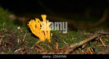 Orangenpilz ramaria fagetorum im Wald in Moos Stockfoto