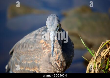 heron schaut auf die Kamera Stockfoto