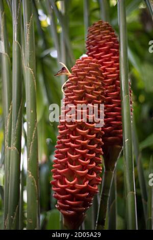 Echter Bienenstock Ginger Zingiber Spektabiler Roter Orangefarbener Kegel Blütenstand Spike Stockfoto