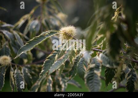 Castanea Sativa Sweet Chestnut Cupule Conker Stockfoto