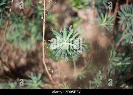 Peuhorbia Characias Mittelmeerstrauch Stockfoto