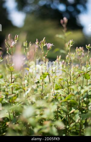 Japanische Kröte Lilie Orchidee Tricyrtis Hirta Petite Kleine Fowers Stiele Hohe gesprenkelte lila weiße Blumen Blume mit grünen Natur Blätter Wild Stockfoto