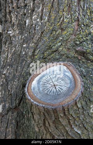 Baum mit Stumpf eines gesägten Gliedes. Stockfoto