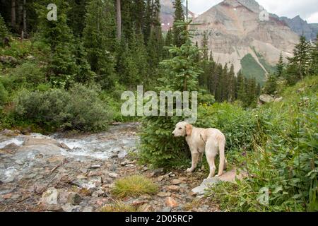 Ein süßer Welpe auf einer Wanderung in Colorado Stockfoto