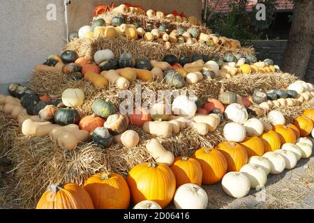 Verschiedene Arten von essbaren Kürbissen oder Squashes in Reihen auf einer Pyramide aus Strohwürfeln auf einem Bauernhof angeordnet. Typische Herbstdekoration in warmen Farben. Stockfoto