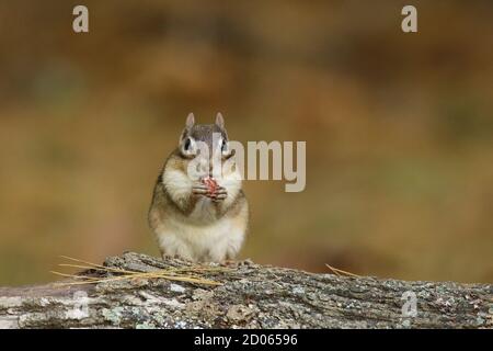 Süßer kleiner östlicher Streifenhörnchen, der auf einem Holzholz sitzt und einen isst Erdnuss