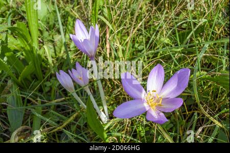 Der Herbstcrocus (Colchicum autumnale) blüht auf Wiesen bei Polanka nad Odrou, Tschechien, 2. Oktober 2020. (CTK Photo/Drahoslav Ramik) Stockfoto