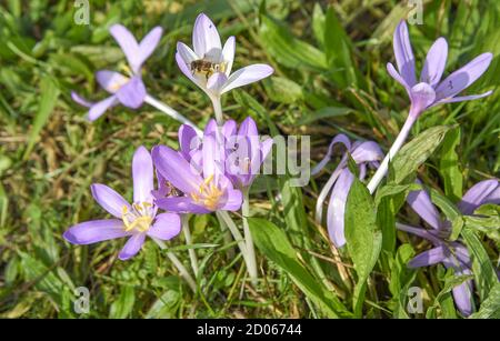 Der Herbstcrocus (Colchicum autumnale) blüht auf Wiesen bei Polanka nad Odrou, Tschechien, 2. Oktober 2020. (CTK Photo/Drahoslav Ramik) Stockfoto