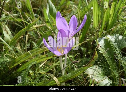 Der Herbstcrocus (Colchicum autumnale) blüht auf Wiesen bei Polanka nad Odrou, Tschechien, 2. Oktober 2020. (CTK Photo/Drahoslav Ramik) Stockfoto