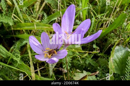 Der Herbstcrocus (Colchicum autumnale) blüht auf Wiesen bei Polanka nad Odrou, Tschechien, 2. Oktober 2020. (CTK Photo/Drahoslav Ramik) Stockfoto