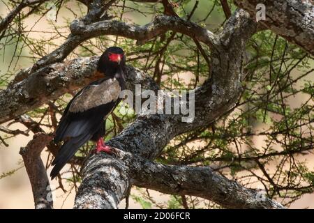 Erwachsene männliche Bateleur (Terathopius ecaudatus), Serengeti Nationalpark, Tansania, Afrika. Stockfoto