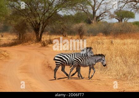 Zwei Zebras überqueren eine schmutzige rote Straße im Serengeti Nationalpark, Tansania, Afrika. Stockfoto