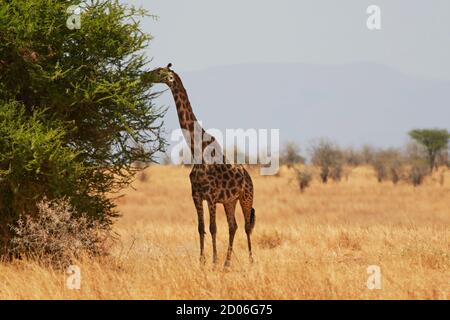 Eine Masai Giraffe, die von einem Baum im Serengeti Nationalpark, Tansania, Afrika, isst. Stockfoto