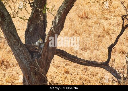 Ein Leopard liegt auf einem Baum im Serengeti Nationalpark, Tansania, Afrika. Stockfoto