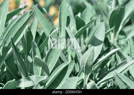 Salvia officinalis oder Salbei - ausdauernder Unterstrauch, der längliche grau-grüne Blätter in medizinischen und kulinarischen verwendet hat. Nahaufnahme, selektiver Fokus Stockfoto