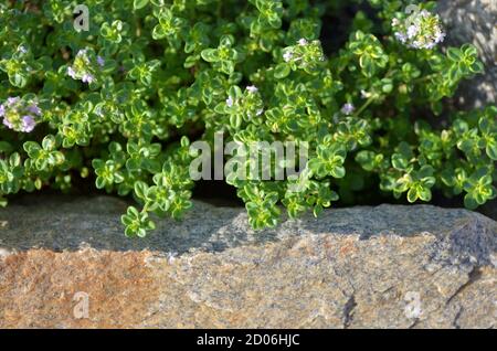 Zitronen-Thymian oder Zitrus-Thymian - duftendes mehrjähriges Kraut. Bild von blühendem Thymian, der im Garten wächst, Ansicht von oben. Stockfoto