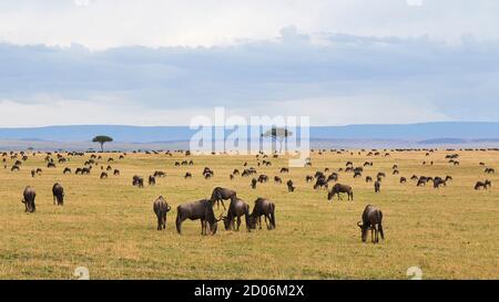 Eine große Gruppe von Wildebeest (GNU) auf einem Feld des nördlichen Serengeti-Nationalparks während der Großen Migration, Tansania, Afrika. Stockfoto