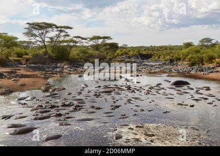 Eine große Gruppe von Hippopotamus schwimmen in einem Teich des Serengeti Nationalparks, Tansania, Afrika. Stockfoto