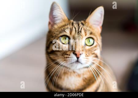 Porträt einer niedlichen inländischen Bengalen Katze unter den Lichtern Mit einem verschwommenen Hintergrund Stockfoto