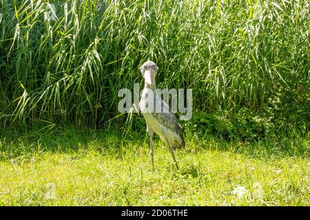 Der Shoebill, Balaeniceps rex, auch Abu Markub genannt, ist ein afrikanischer Vogel Stockfoto