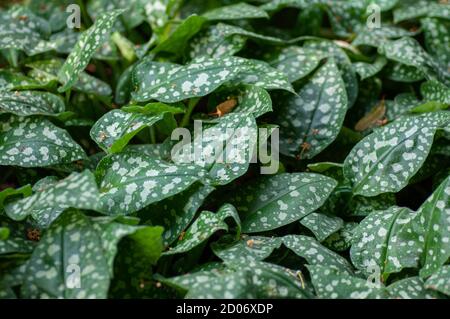 Grün gefleckte Blätter von pulmonaria saccharata im Garten. Botanische Fotografie zur Illustration von Blättern. Stockfoto