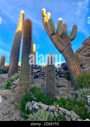 Gigantische tropische exotische Pflanzen Kakteen cardon Trichocereus pasacana auf der felsigen Insel Incahuasi in der Wüste Atacama Bolivien Südamerika. Stockfoto