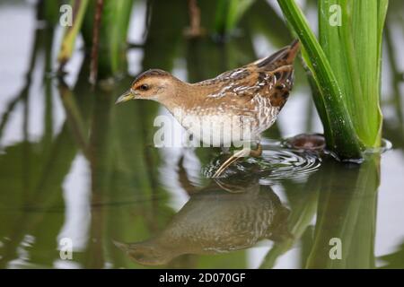 Baillon's Crake (Porzana pusilla), N.T. Hongkong 11. November 2013 Stockfoto